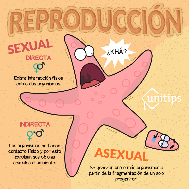 Biología: Tipos De Reproducción. Guía De Temas Para El Examen UNAM.