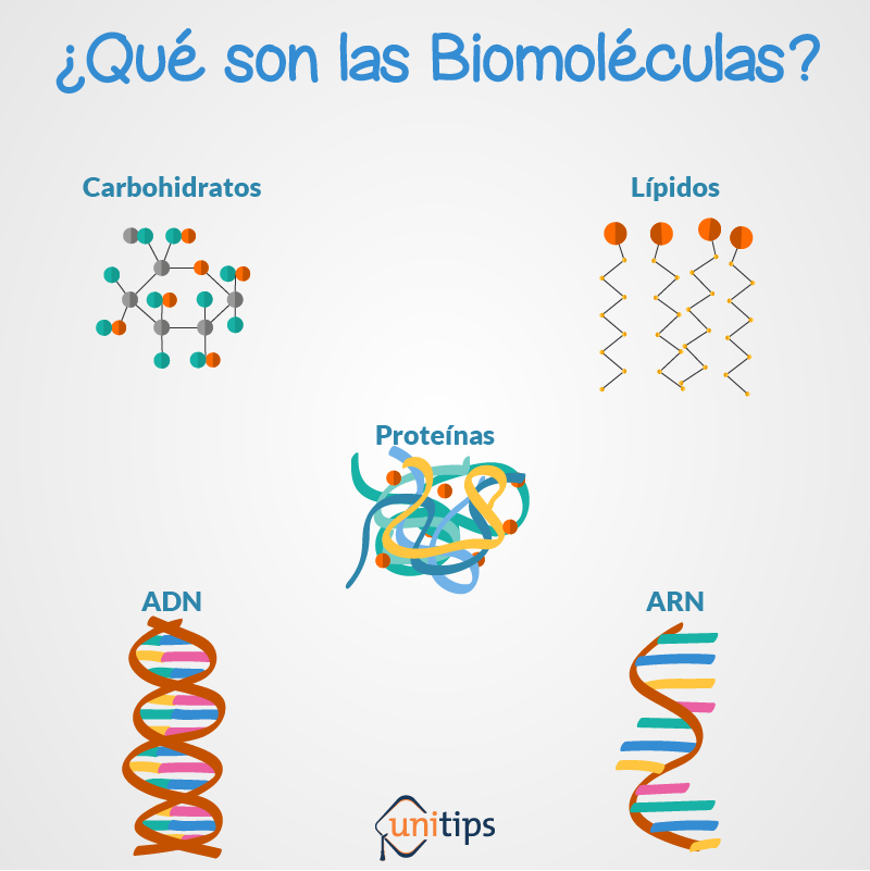 Funciones De Las Biomoleculas Organicas - Strategic