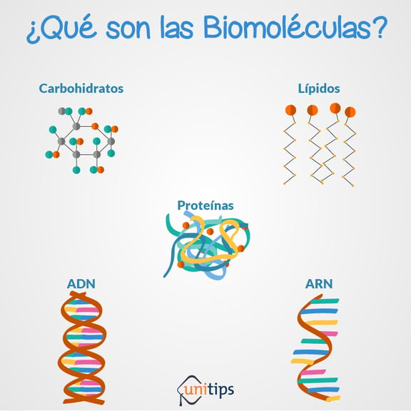 ¿Qué son las biomoléculas?