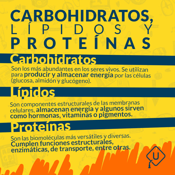 Carbohidratos Lípidos Y Proteínas Guía Ipn 5388