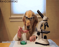Dog Chemistry GIF-downsized_large