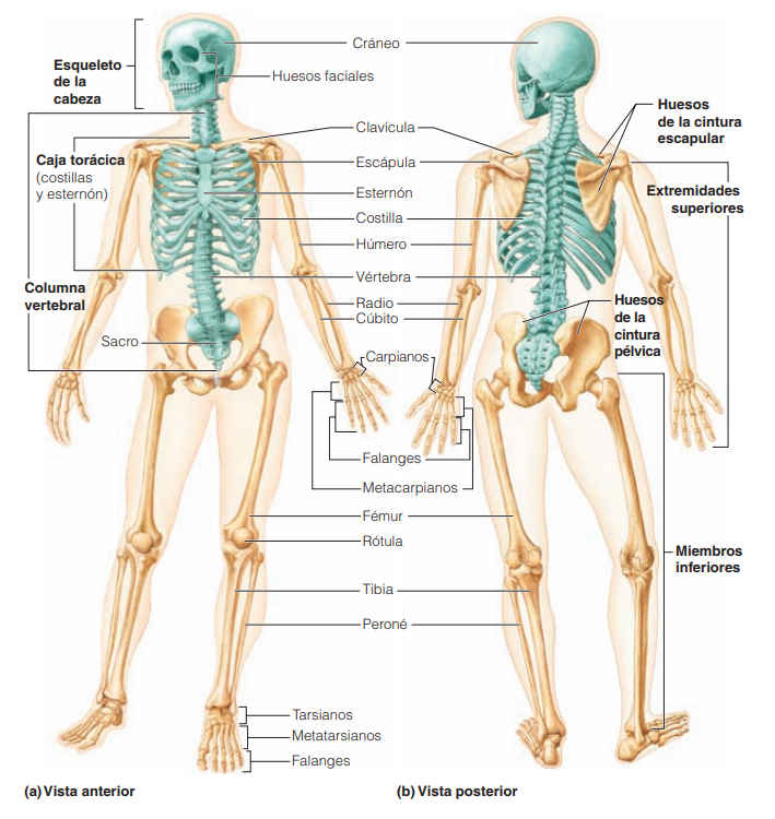 Huesos Del Cuerpo Humano Vista Posterior