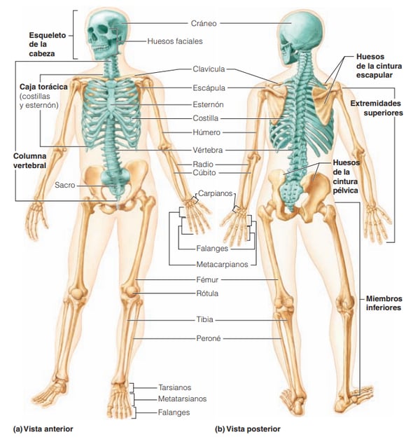 Esqueleto anterior y poosterior.png