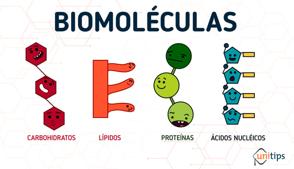 Carbohidratos, lípidos y proteínas | Guía IPN