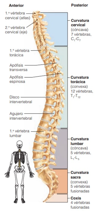 columna vertebral.png